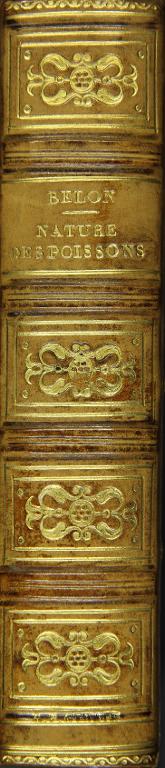 La nature et diversité des poissons